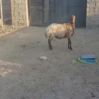 بره‌‌قوچی