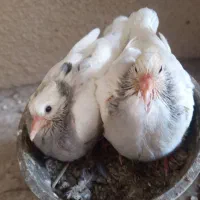 یک جفت کبوتر با جوجه هاشون|پرنده|چابهار, |دیوار