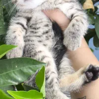 گربه نژاددار