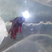 فایتر ماهی نر باتونگ|ماهی|چابهار, |دیوار