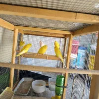 مرغ عشق هلندی چشم قرمز|پرنده|زرقان, |دیوار