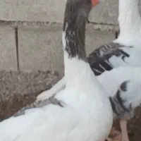 غازمحلی|حیوانات مزرعه|یاسوج, |دیوار