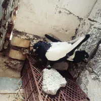 سینه سیاه