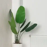 گل مصنوعی نخل نیکولای