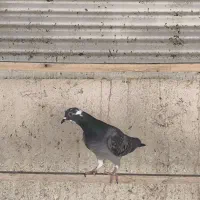 ماده حمال جوجه دوست