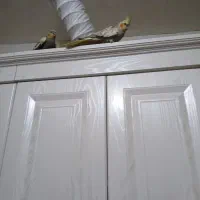 عروس هلندی ماده و جوجه|پرنده|زنده رود, |دیوار