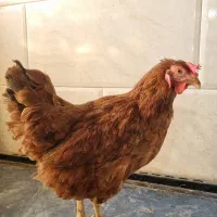 مرغ تخمگذار خارجی لوهمن قهوه ای