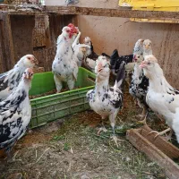 تخم مرغ نطفه دار گلین|حیوانات مزرعه|بهارستان, |دیوار