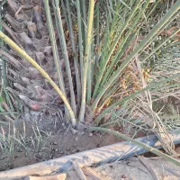 دمیت،پاجوش|خدمات باغبانی و درختکاری|کاکی, |دیوار