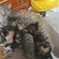 گربه