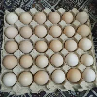تخم مرغ خونگی