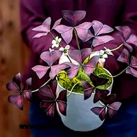 احیای کامل گیاهان در محل از تعویض خاک تا رفع آفات