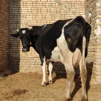 تلیسه شکم دوم ۶ماه ابستن