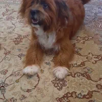 واگذاری سگ شیتزو