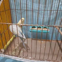 طوطی و مرغ عشق|پرنده|گرمی, |دیوار