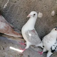 گراف،سینه،افشون،ساده،خال