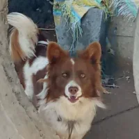 واگذاری سگ پاکوتاه