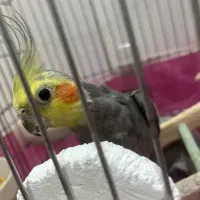 عروس هلندی نر بازیگوش با قفس