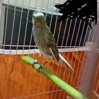 قناری ۵ ماهه معاوضه فقط فقط با سهره نر سهره