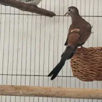 پرنده زینتی الماساسی،چینی