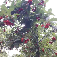 باغ۱۰۰۰ متری