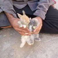 خرگوش کوچولو
