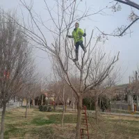 باغبانی پاکسازی باغچه علف زنی تعویض گلدان|خدمات باغبانی و درختکاری|قم, زینبیه|دیوار