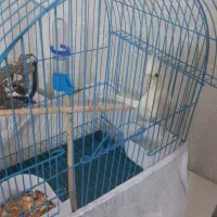 جوجه آلبینو سه ماهه نر|پرنده|رضوانشهر, |دیوار