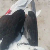 کفتر پرشی پشت دار سیاه ماده|پرنده|تهران, شهرک غزالی|دیوار