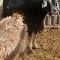 گیسه کولار چبش و بز جوان وبره سبک ۲۰کیلویی|حیوانات مزرعه|مرودشت, ده بید|دیوار