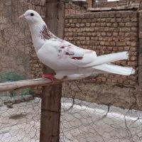 کفتر کبوتر