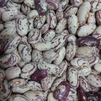 گردو پسته بادام مویز لوبیانخود عدس انجیرآلو شکلات|خوردنی و آشامیدنی|قم, باسکول|دیوار