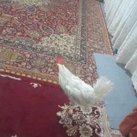 خروس