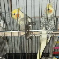 عروس هلندی پنج عدد