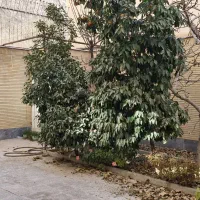 ویلایی-در-به-ساخت-4-طبقه-روی-پیلوت