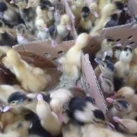 جوجه اردک پکنی(مگ مکی)