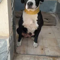 پیت بول فرانسوی ۳ ساله