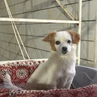 پیدا شده