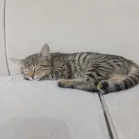 واگذاری گربه خانگی|گربه|بوکان, |دیوار