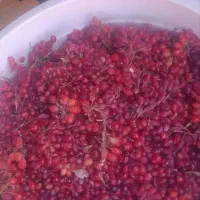 زرشک کوهی آبدار