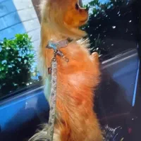 سگ پامرانین