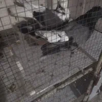 ی جفت کفتر شهر کردی کارداده