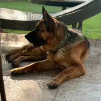 گمشده|حیوانات|ارومیه, |دیوار