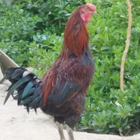 معاوضه مرغ و خروس آواز خوان|پرنده|جیرفت, |دیوار