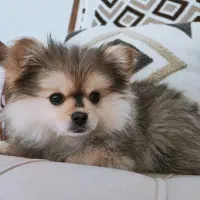 سگ پامر خرسی