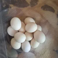تخمرغ محلی