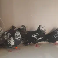 کبوتر