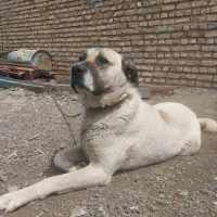 سگ سرابی