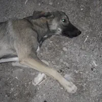 واگذاری رایگان