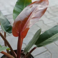 گلهای قطره باران